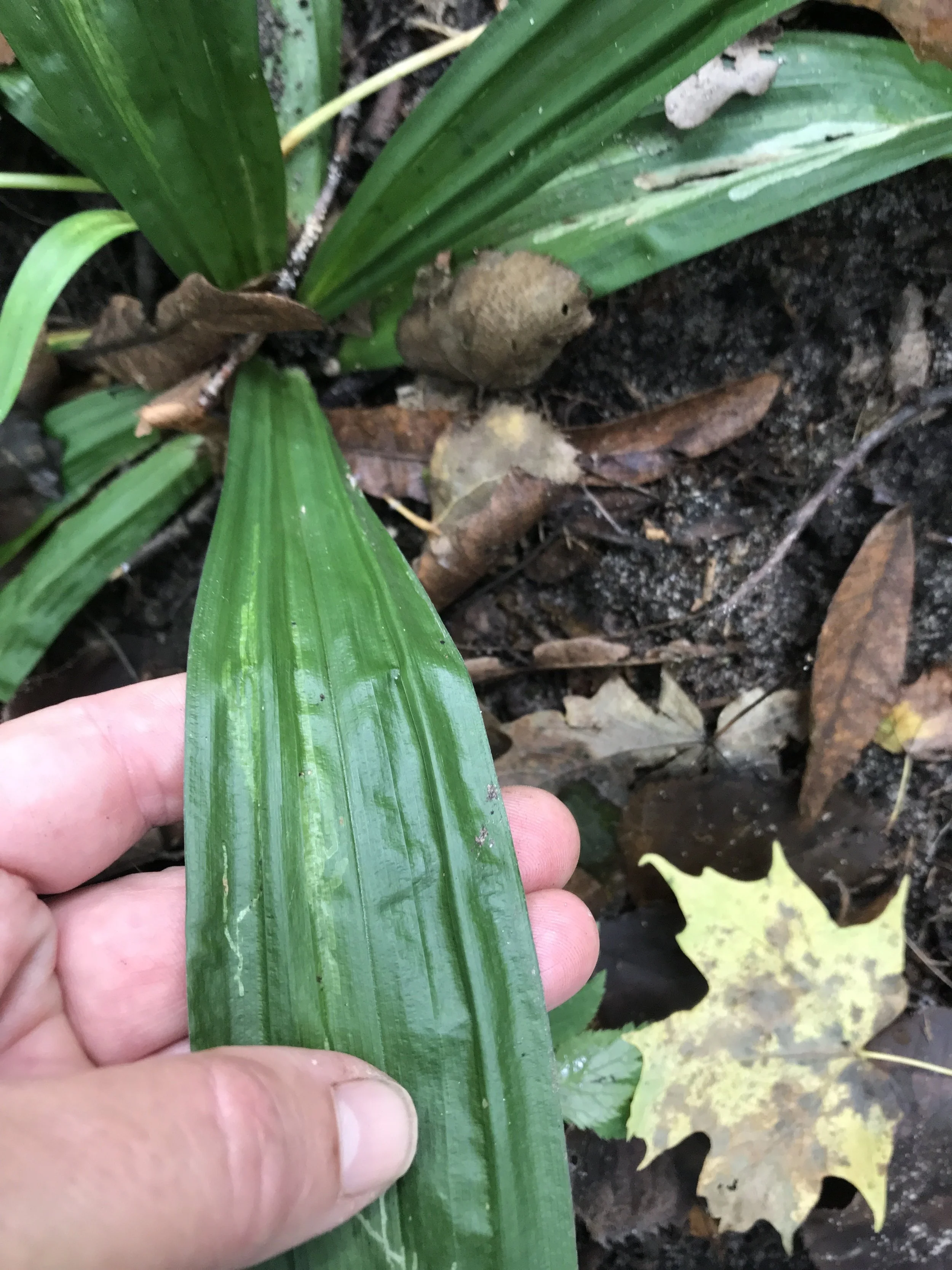 Plantain Leaf Sedge (Carex plantaginea) — Wild Ginger Woodlands